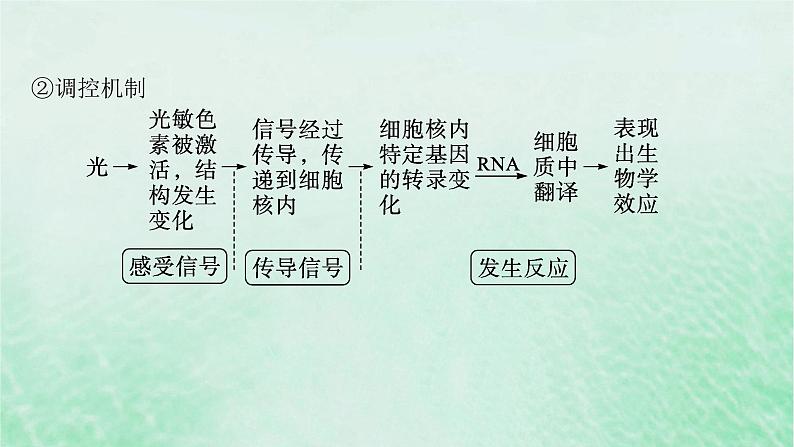 适用于新教材2024版高考生物一轮总复习第8单元稳态与调节第38讲环境因素参与调节植物的生命活动课件新人教版07