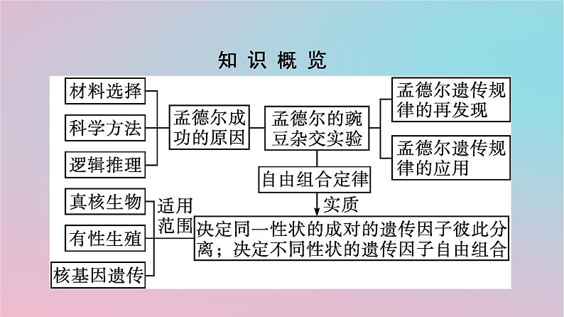 新教材2023年高中生物第1章遗传因子的发现第2节孟德尔的豌豆杂交实验二第2课时孟德尔遗传规律的再发现及孟德尔遗传规律的应用课件新人教版必修203