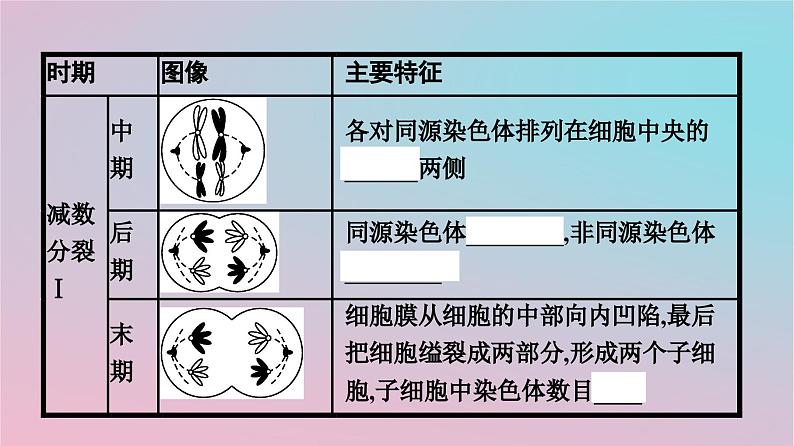 新教材2023年高中生物第2章基因和染色体的关系第1节减数分裂和受精作用第1课时减数分裂课件新人教版必修206