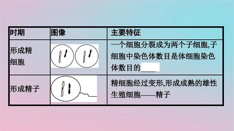 新教材2023年高中生物第2章基因和染色体的关系第1节减数分裂和受精作用第1课时减数分裂课件新人教版必修208