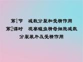 新教材2023年高中生物第2章基因和染色体的关系第1节减数分裂和受精作用第2课时观察蝗虫精母细胞减数分裂装片及受精作用课件新人教版必修2