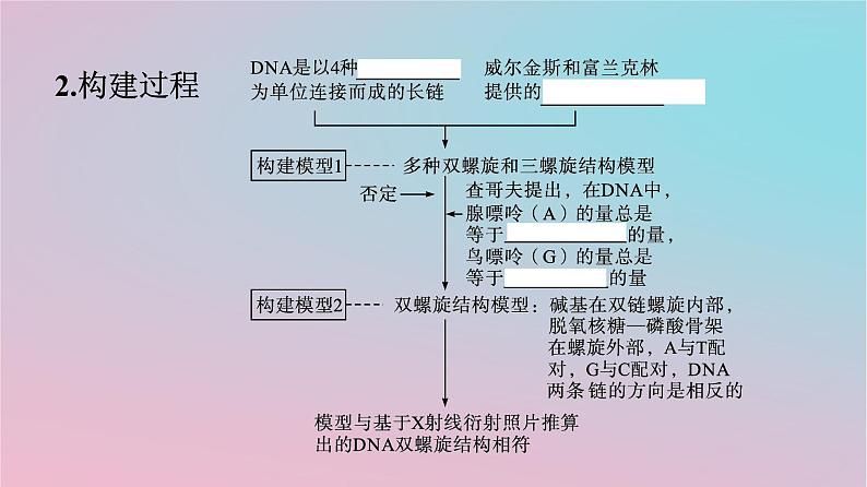 新教材2023年高中生物第3章基因的本质第2节DNA的结构课件新人教版必修205