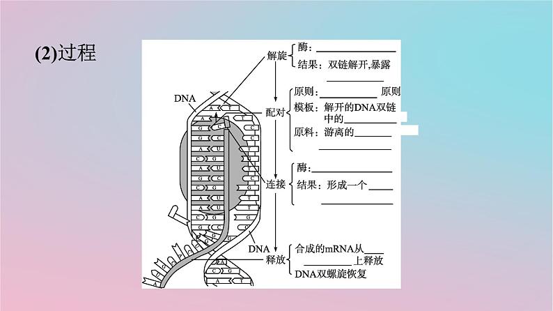 新教材2023年高中生物第4章基因的表达第1节基因指导蛋白质的合成课件新人教版必修2第7页