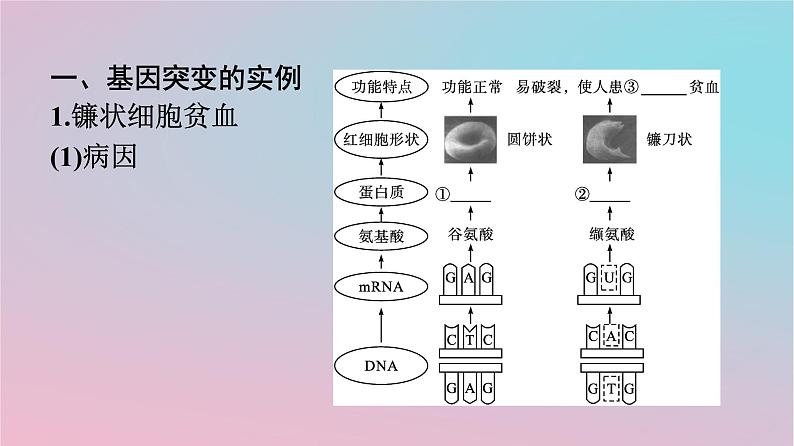 新教材2023年高中生物第5章基因突变及其他变异第1节基因突变和基因重组课件新人教版必修2第4页