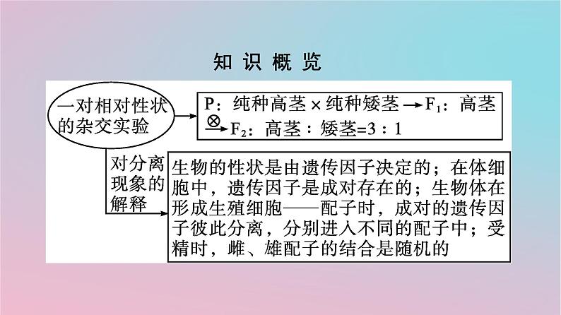 新教材2023年高中生物第1章遗传因子的发现第1节孟德尔的豌豆杂交实验一第1课时孟德尔一对相对性状杂交实验的过程和解释课件新人教版必修203