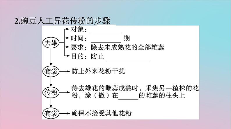 新教材2023年高中生物第1章遗传因子的发现第1节孟德尔的豌豆杂交实验一第1课时孟德尔一对相对性状杂交实验的过程和解释课件新人教版必修205