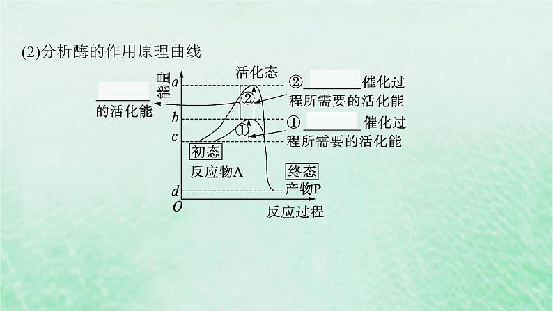 适用于新教材2024版高考生物一轮总复习第3单元细胞的代谢第10讲降低化学反应活化能的酶课件新人教版第7页