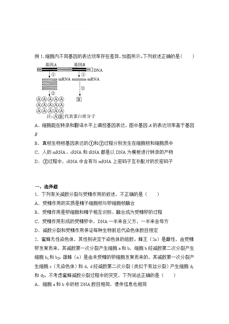 生物（新教材）高二暑假作业之巩固练习4 遗传的细胞基础与分子基础含答案解析第1页