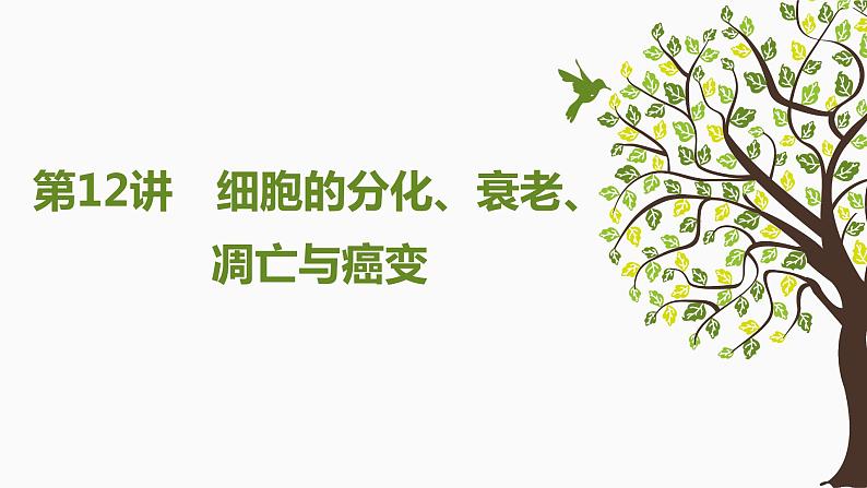 2024届新教材高三生物一轮复习课件：4.3 细胞的分化、衰老、凋亡和癌变第1页