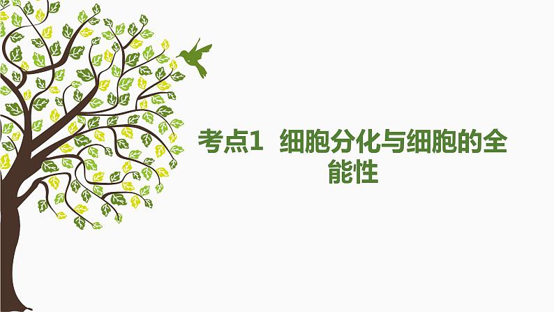 2024届新教材高三生物一轮复习课件：4.3 细胞的分化、衰老、凋亡和癌变第3页