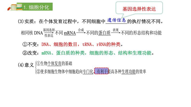 2024届新教材高三生物一轮复习课件：4.3 细胞的分化、衰老、凋亡和癌变第5页