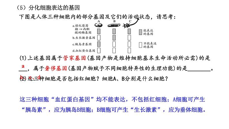 2024届新教材高三生物一轮复习课件：4.3 细胞的分化、衰老、凋亡和癌变第6页