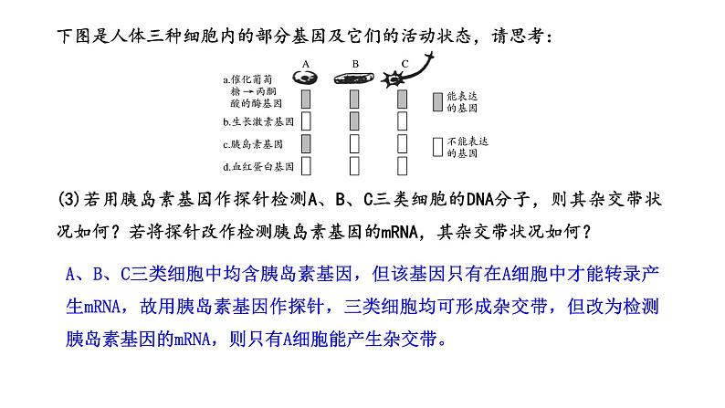 2024届新教材高三生物一轮复习课件：4.3 细胞的分化、衰老、凋亡和癌变第7页