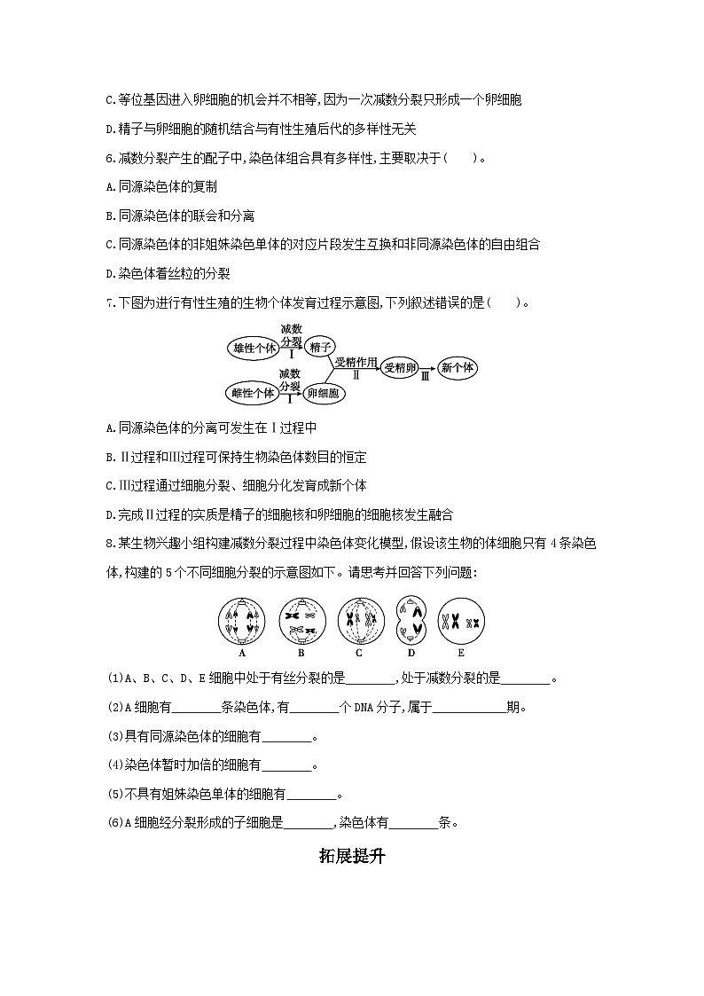 高中生物 （人教版2019）必修2 同步分层训练  2.1 减数分裂和受精作用（第2课时 受精作用）  Word版含解析02