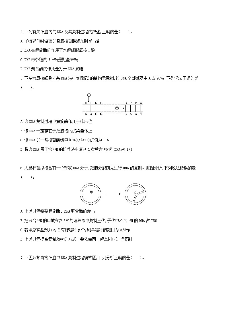 高中生物 （人教版2019）必修2 同步分层训练  3.3 DNA的复制  Word版无答案 第2页