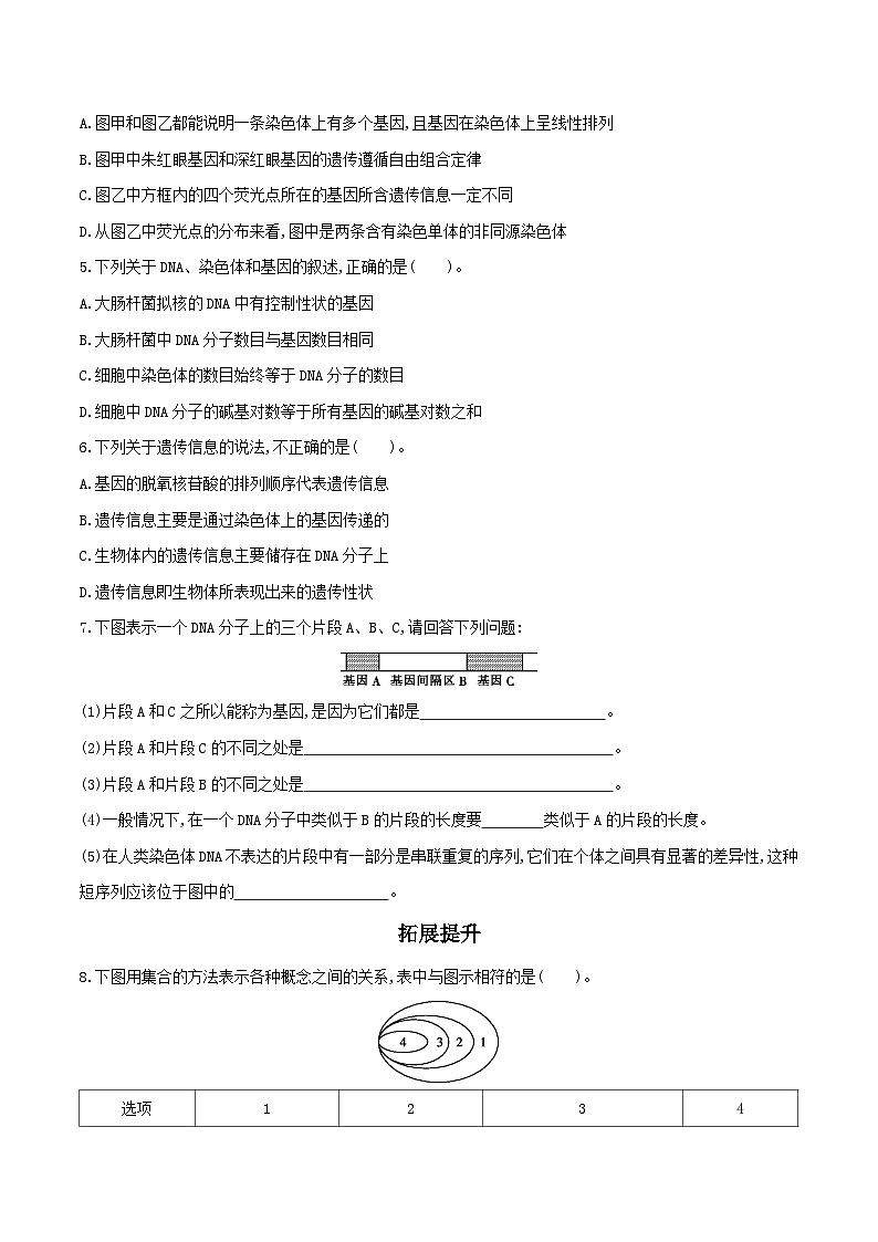 高中生物 （人教版2019）必修2 同步分层训练  3.4 基因通常是有遗传效应的DNA片段 （ Word版含解析）02