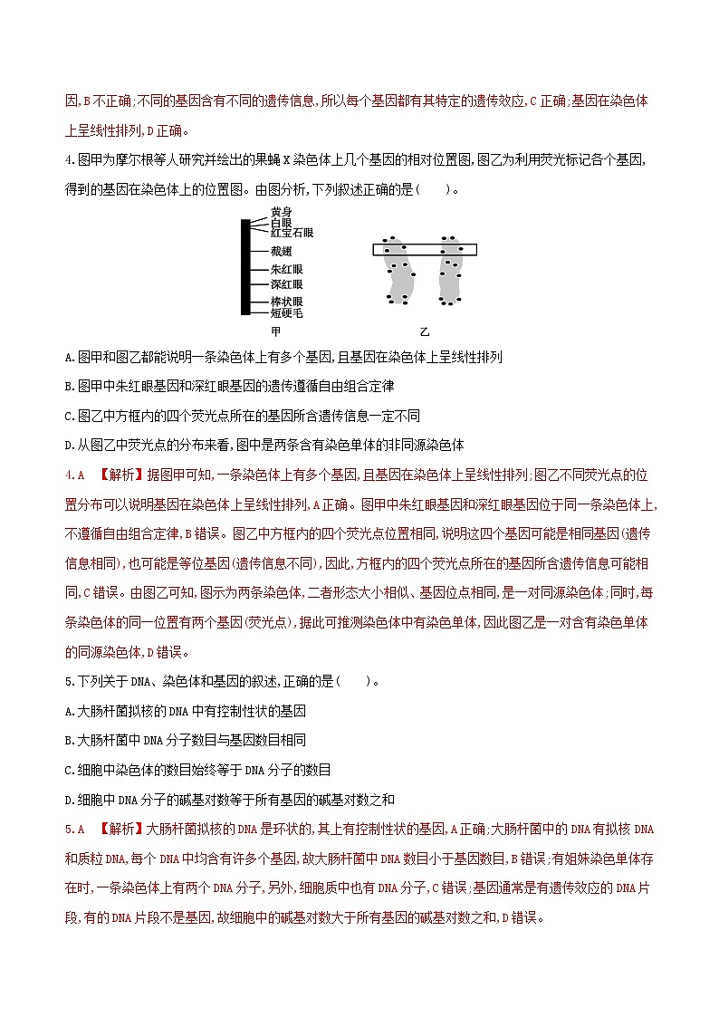 高中生物 （人教版2019）必修2 同步分层训练  3.4 基因通常是有遗传效应的DNA片段 （ Word版含解析）02