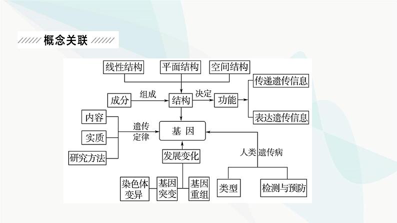 2024届苏教版高考生物一轮复习大概念升华课3遗传信息控制生物性状，并代代相传课件第2页