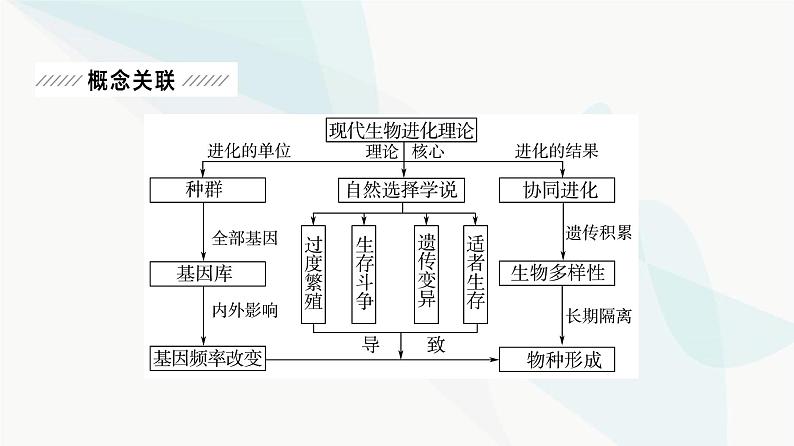 2024届苏教版高考生物一轮复习大概念升华课4生物的多样性和适应性是进化的结果课件02