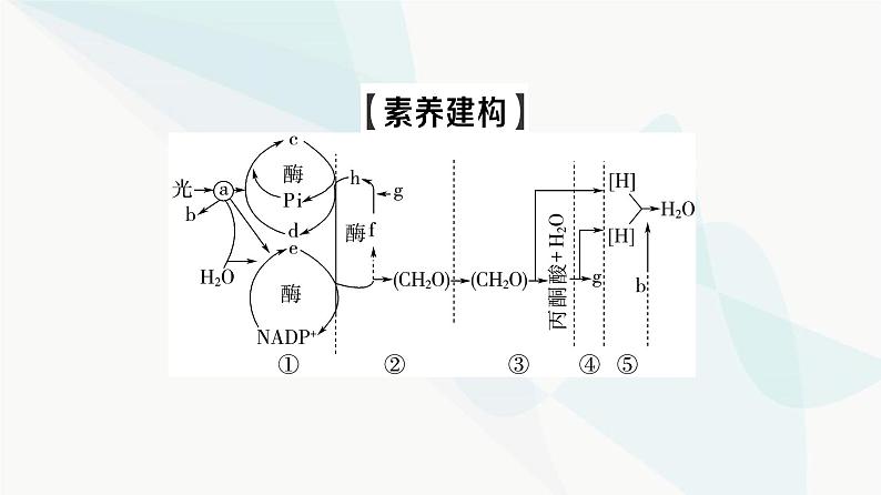 2024届苏教版高考生物一轮复习素养加强课2光合作用和细胞呼吸的综合课件03