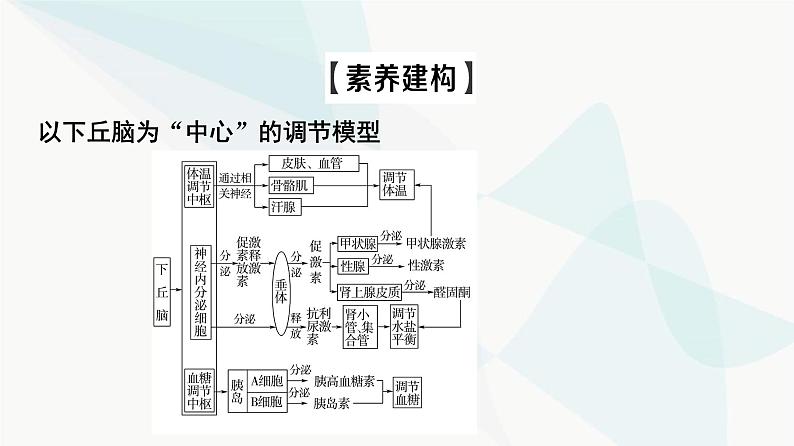 2024届苏教版高考生物一轮复习素养加强课9动物生命活动调节模型的建构与分析课件03