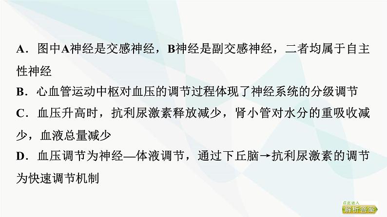 2024届苏教版高考生物一轮复习素养加强课9动物生命活动调节模型的建构与分析课件08