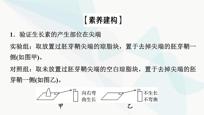 2024届苏教版高考生物一轮复习素养加强课10植物激素调节相关实验设计课件第3页