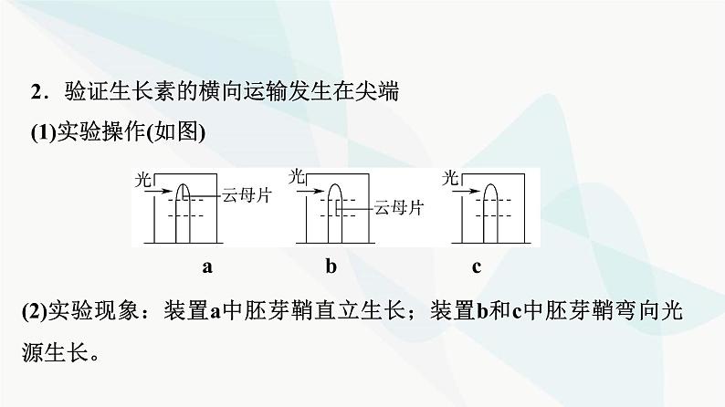 2024届苏教版高考生物一轮复习素养加强课10植物激素调节相关实验设计课件第4页