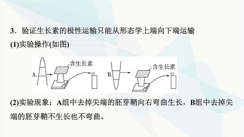 2024届苏教版高考生物一轮复习素养加强课10植物激素调节相关实验设计课件第5页