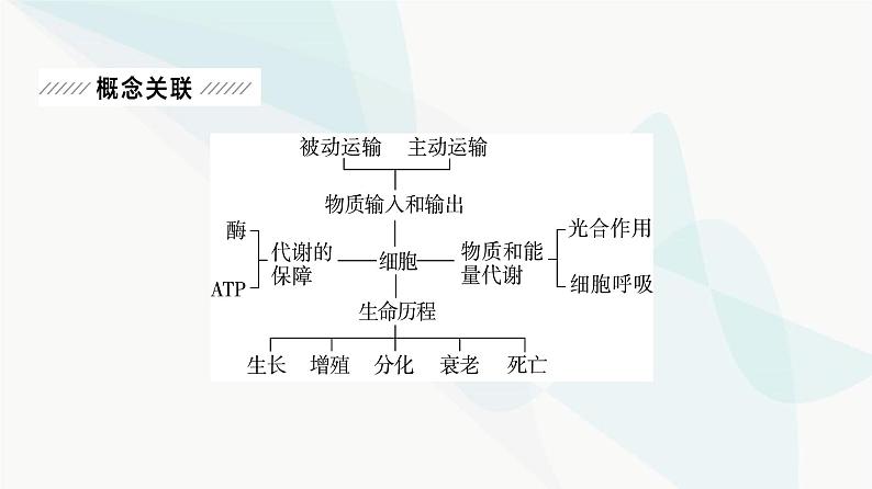 2024届人教版高考生物一轮复习大概念升华课2细胞的生命活动需要能量和营养物质，并通过分裂实现增殖课件02