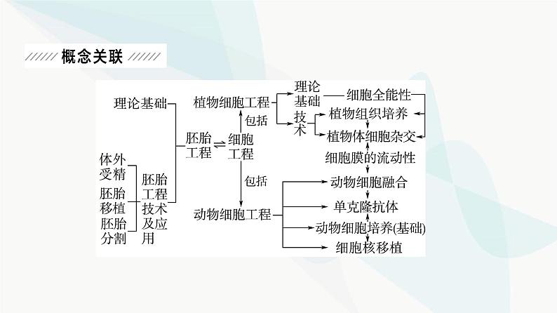 2024届人教版高考生物一轮复习大概念升华课8细胞工程通过细胞水平上的操作，获得有用的生物体或其产品课件第2页