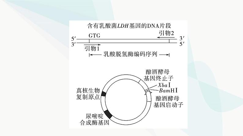 2024届人教版高考生物一轮复习大概念升华课9基因工程赋予生物新的遗传特性课件第5页