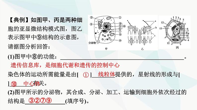 2024届人教版高考生物一轮复习热点专题3模式图类试题的解题方法课件第4页