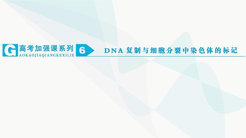 2024届人教版高考生物一轮复习加强课系列6DNA复制与细胞分裂中染色体的标记课件（多项）01