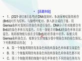 2024届人教版高考生物一轮复习加强课系列6DNA复制与细胞分裂中染色体的标记课件（多项）