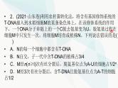 2024届人教版高考生物一轮复习加强课系列6DNA复制与细胞分裂中染色体的标记课件（多项）