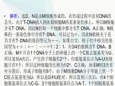 2024届人教版高考生物一轮复习加强课系列6DNA复制与细胞分裂中染色体的标记课件（多项）