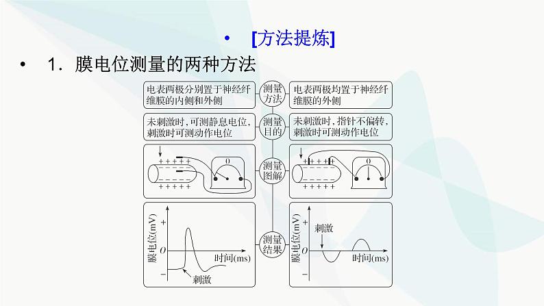 2024届人教版高考生物一轮复习加强课系列8神经调节的膜电位变化分析与实验探究课件（多项）第4页