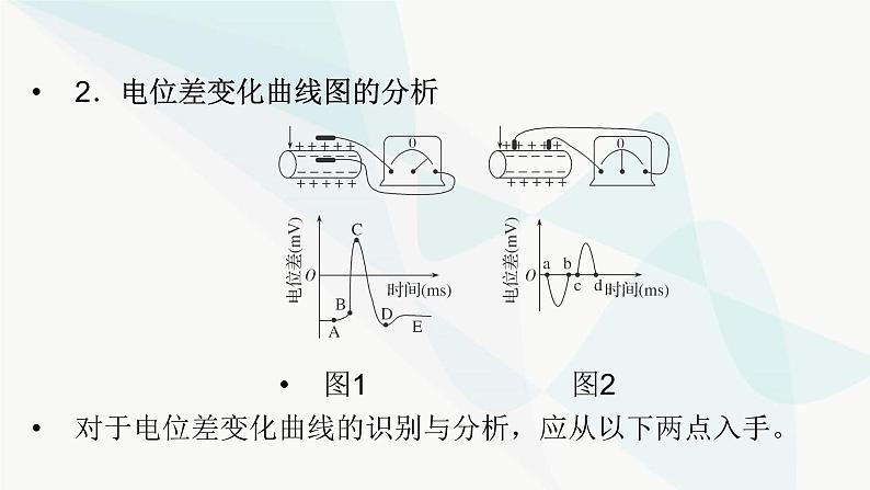 2024届人教版高考生物一轮复习加强课系列8神经调节的膜电位变化分析与实验探究课件（多项）第5页