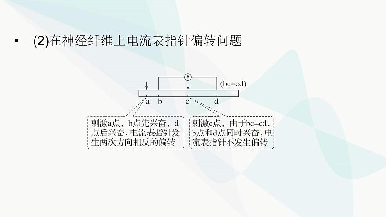 2024届人教版高考生物一轮复习加强课系列8神经调节的膜电位变化分析与实验探究课件（多项）第8页