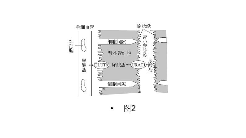 2024届人教版高考生物一轮复习思维进阶培优系列1围绕细胞结构与物质运输的新情境试题课件（多项）第7页