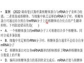 2024届人教版高考生物一轮复习思维进阶培优系列5围绕基因表达的新情境试题课件（多项）