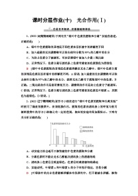 2024届人教版高考生物一轮复习光合作用(Ⅰ)作业（单项版）含答案