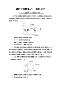 2024届人教版高考生物一轮复习酶和ATP作业（单项版）含答案