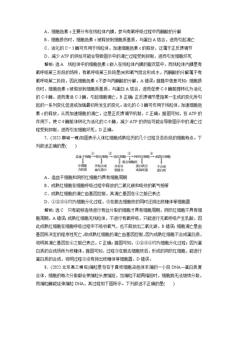 2024届人教版高考生物一轮复习细胞的分化、衰老和死亡作业（单项版）含答案第3页