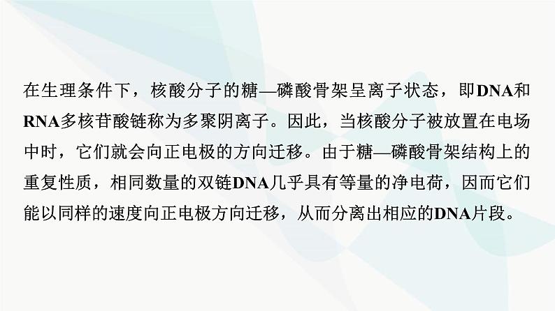 2024届人教版高考生物一轮复习科学探究系列6电泳鉴定及应用课件第4页