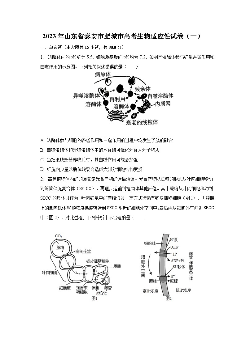 2023年山东省泰安市肥城市高考生物适应性试卷（一）（含解析）第1页
