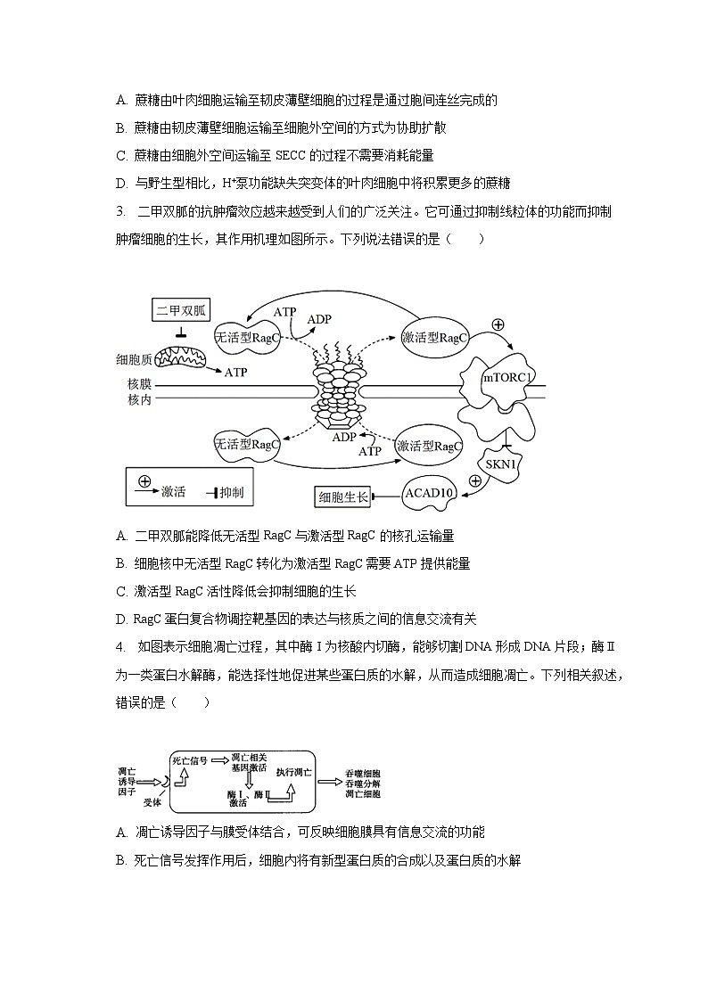 2023年山东省泰安市肥城市高考生物适应性试卷（一）（含解析）第2页