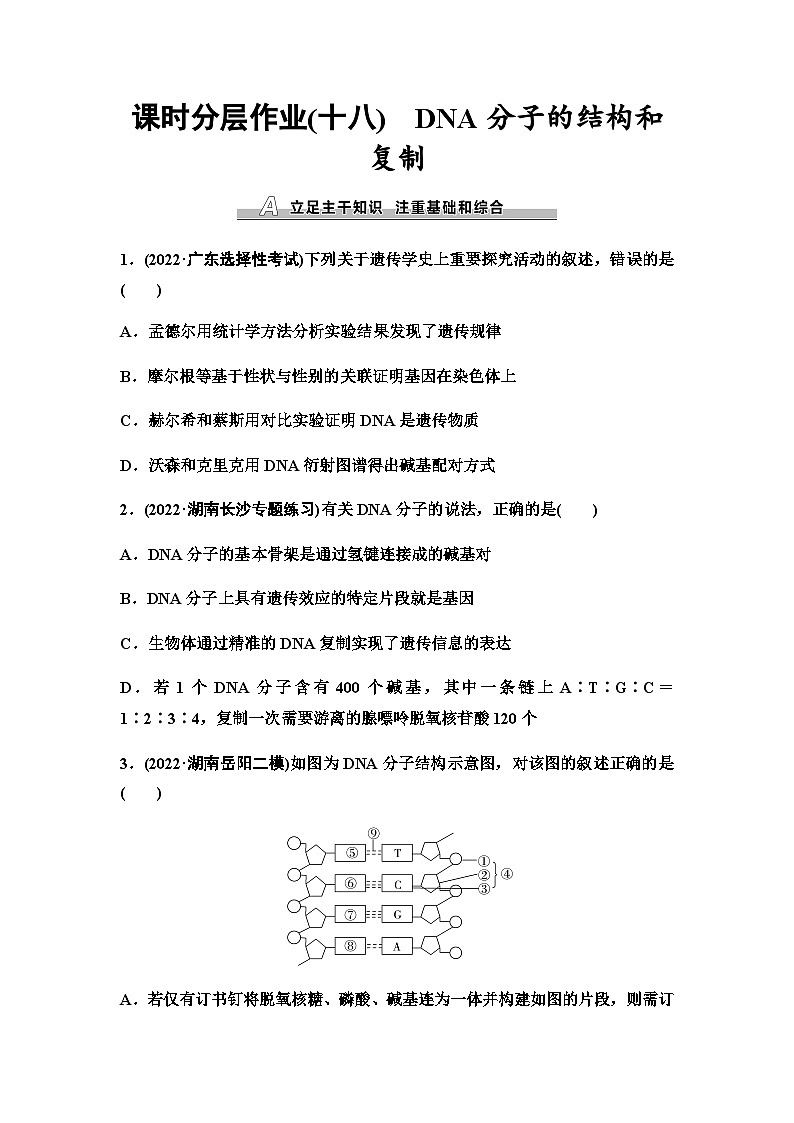 2024届苏教版高考生物一轮复习DNA分子的结构和复制作业含答案01