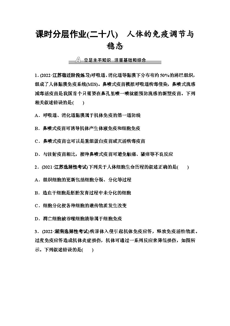 2024届苏教版高考生物一轮复习人体的免疫调节与稳态作业含答案第1页